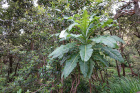 image MADERE_005.jpg