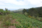 image MADERE_032.jpg