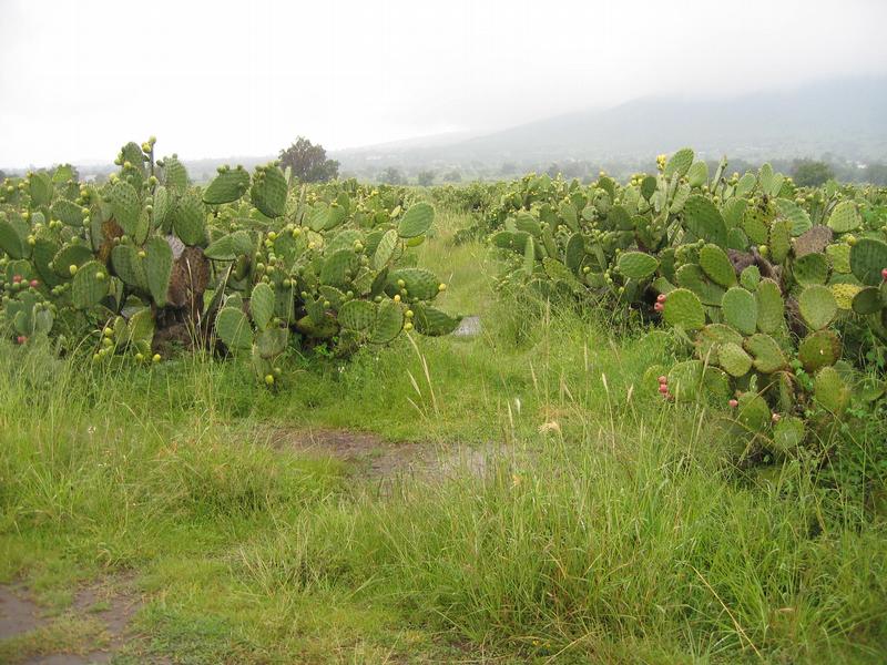 Image Mex_027.JPG
