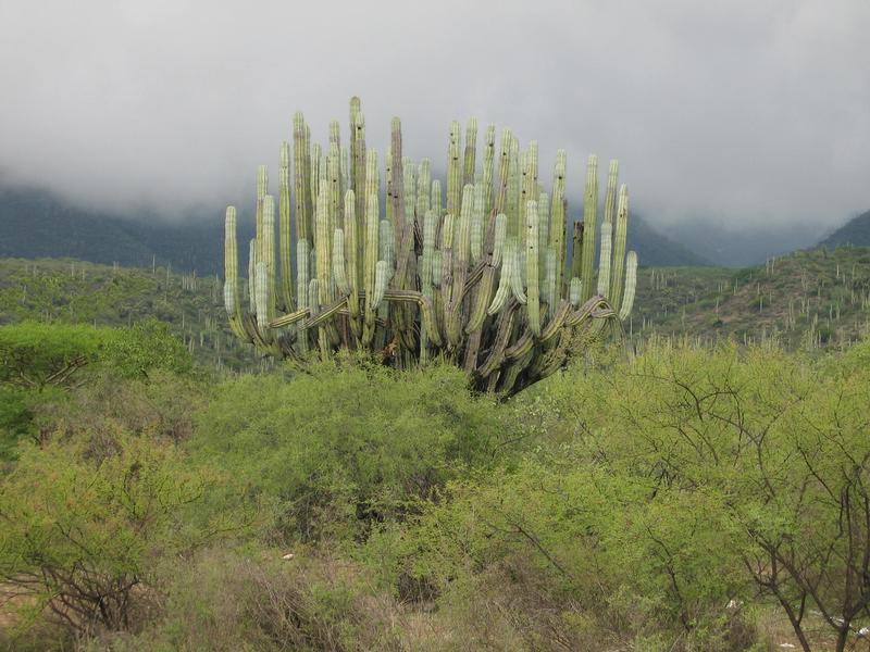 Image Mex_033.JPG