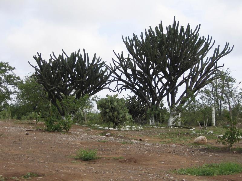 Image Mex_034.JPG