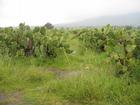 Image Mex_027.JPG