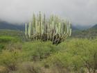 Image Mex_033.JPG