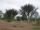 Image Mex_034.JPG