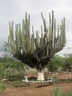 Image Mex_035.JPG