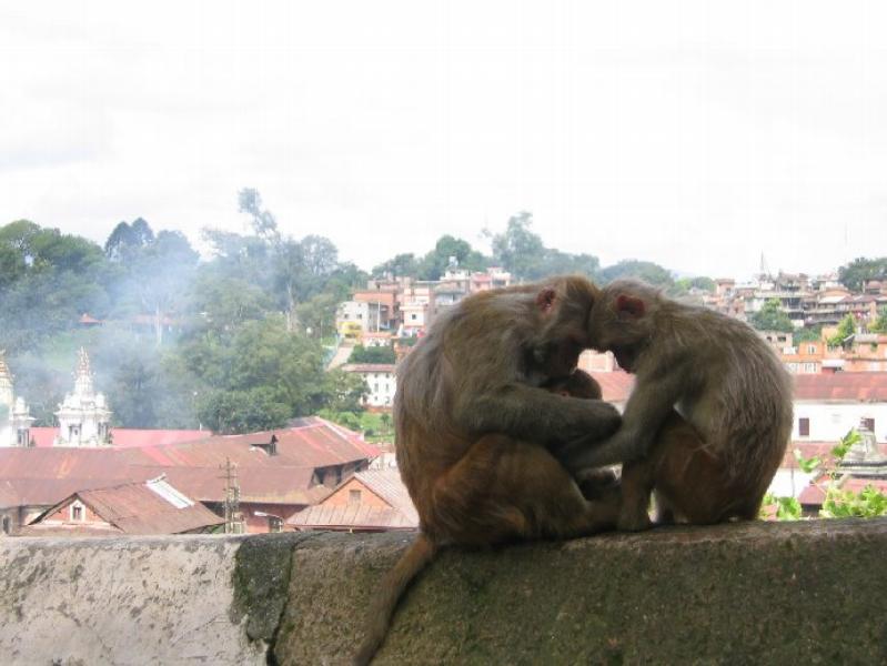 Image Nepal_22.jpg