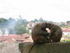 Image Nepal_22.jpg
