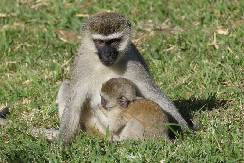 image OUGANDA_002.jpg
