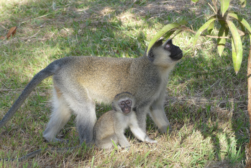 image OUGANDA_004.jpg