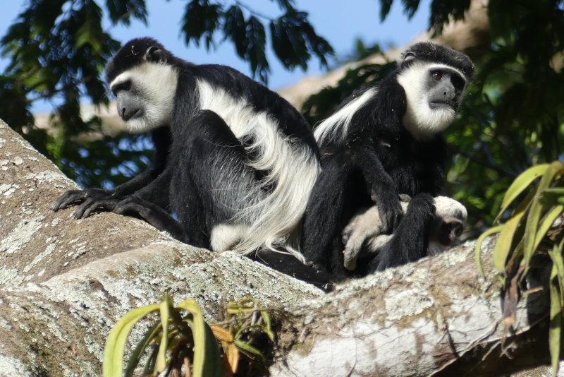 image OUGANDA_006.jpg