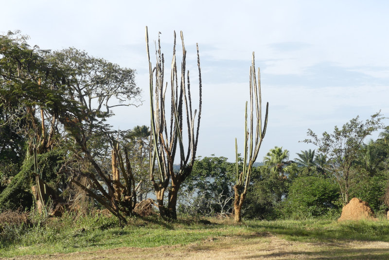 image OUGANDA_008.jpg