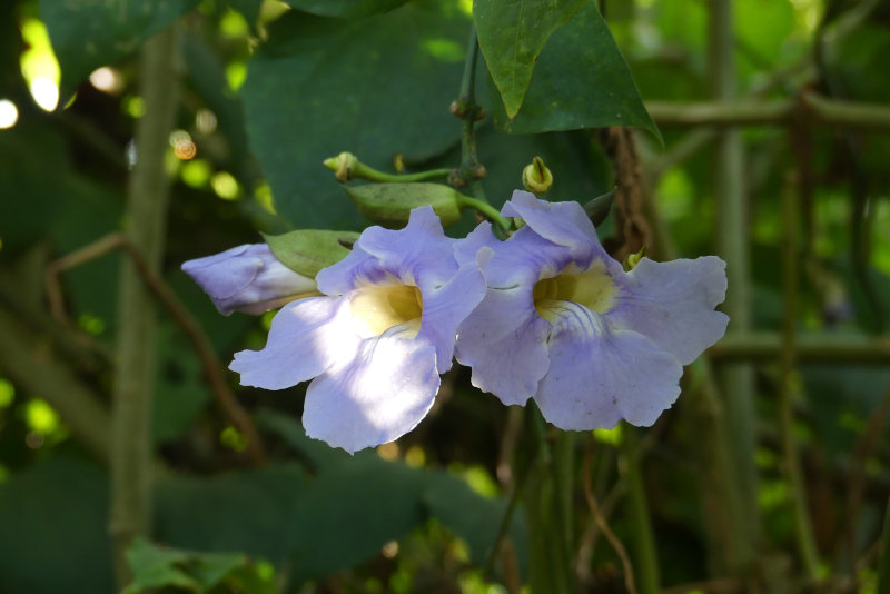 image OUGANDA_010.jpg