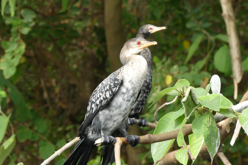image OUGANDA_035.jpg
