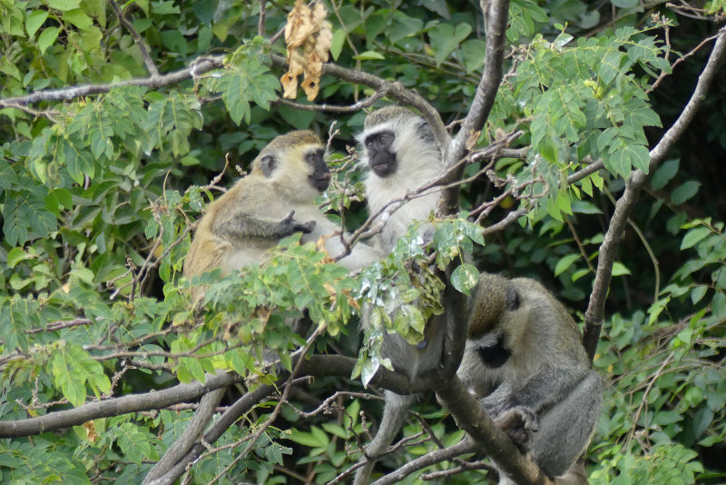 image OUGANDA_039.jpg