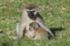 image OUGANDA_002.jpg