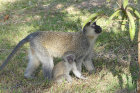 image OUGANDA_004.jpg