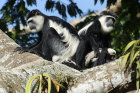 image OUGANDA_006.jpg