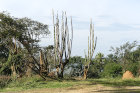 image OUGANDA_008.jpg