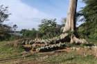 image OUGANDA_009.jpg