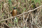 image OUGANDA_028.jpg