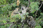 image OUGANDA_039.jpg
