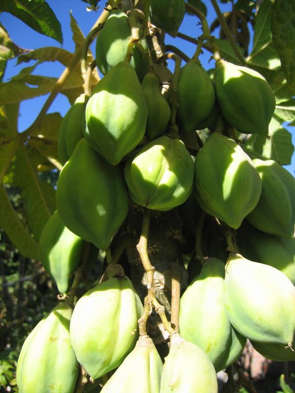Image PerouBolivie_052.JPG