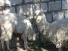 Image PerouBolivie_049.JPG