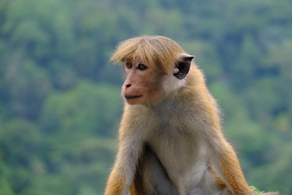 image SriLanka_013.jpg