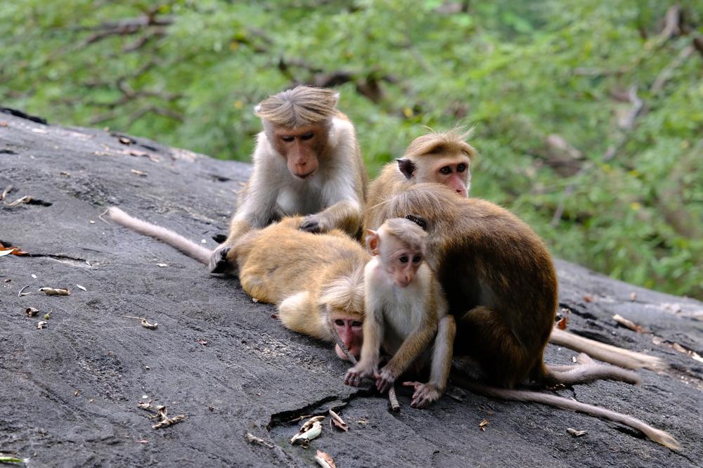 image SriLanka_091.jpg