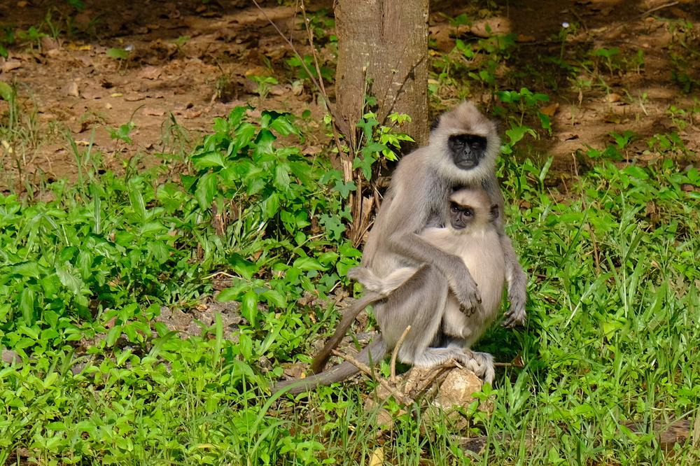 image SriLanka_093.jpg