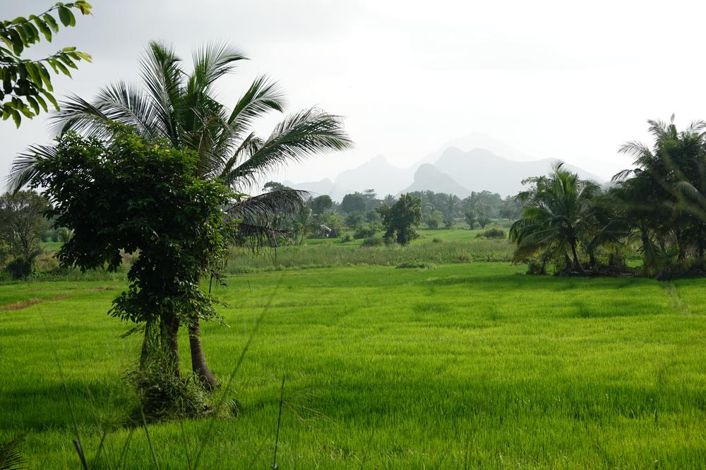 image SriLanka_099.jpg