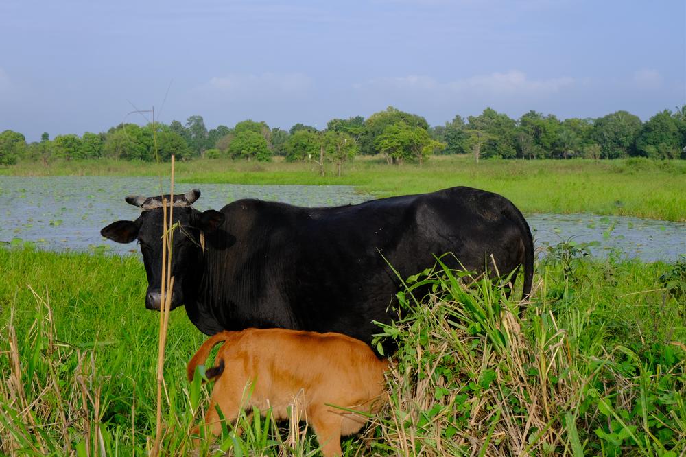 image SriLanka_103.jpg
