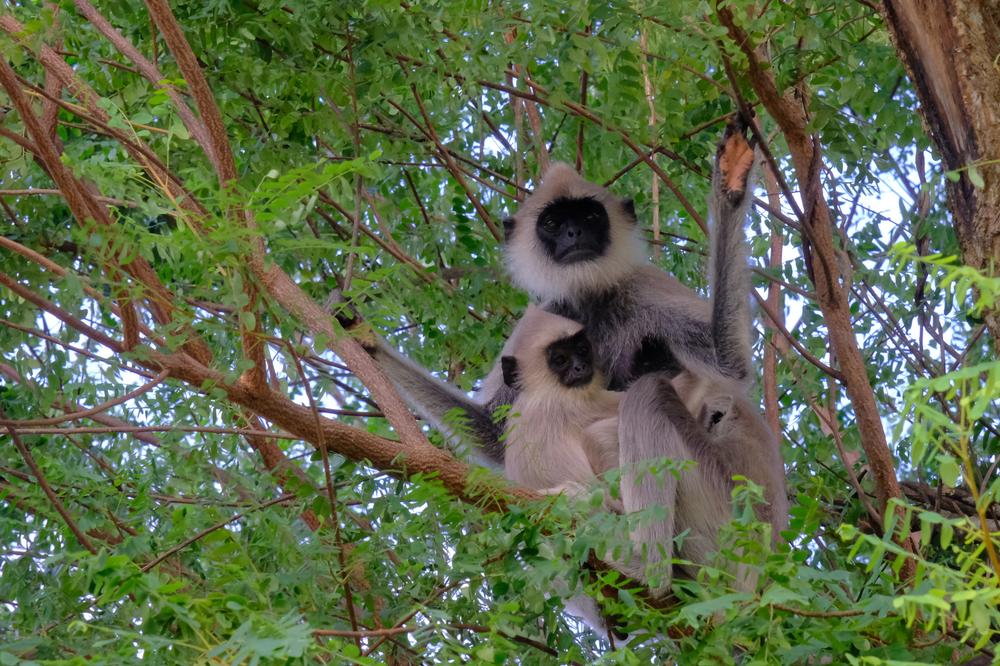 image SriLanka_104.jpg