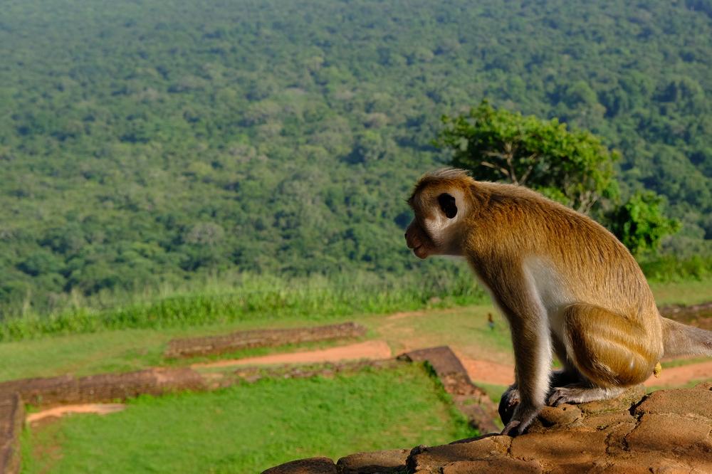 image SriLanka_124.jpg