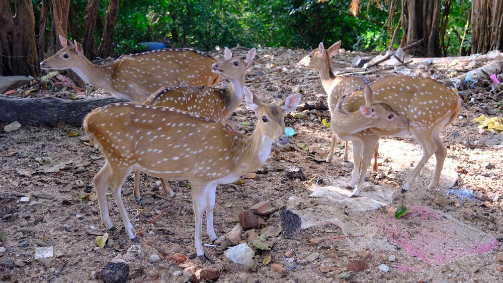 image SriLanka_139.jpg