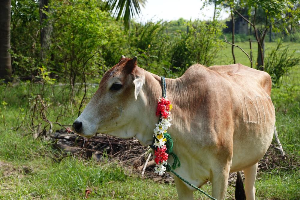 image SriLanka_161.jpg