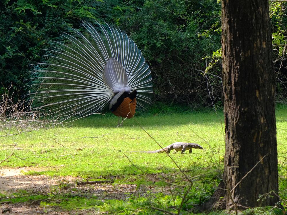 image SriLanka_171.jpg
