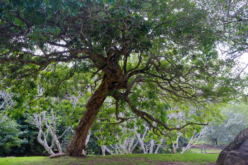 image SriLanka_179.jpg