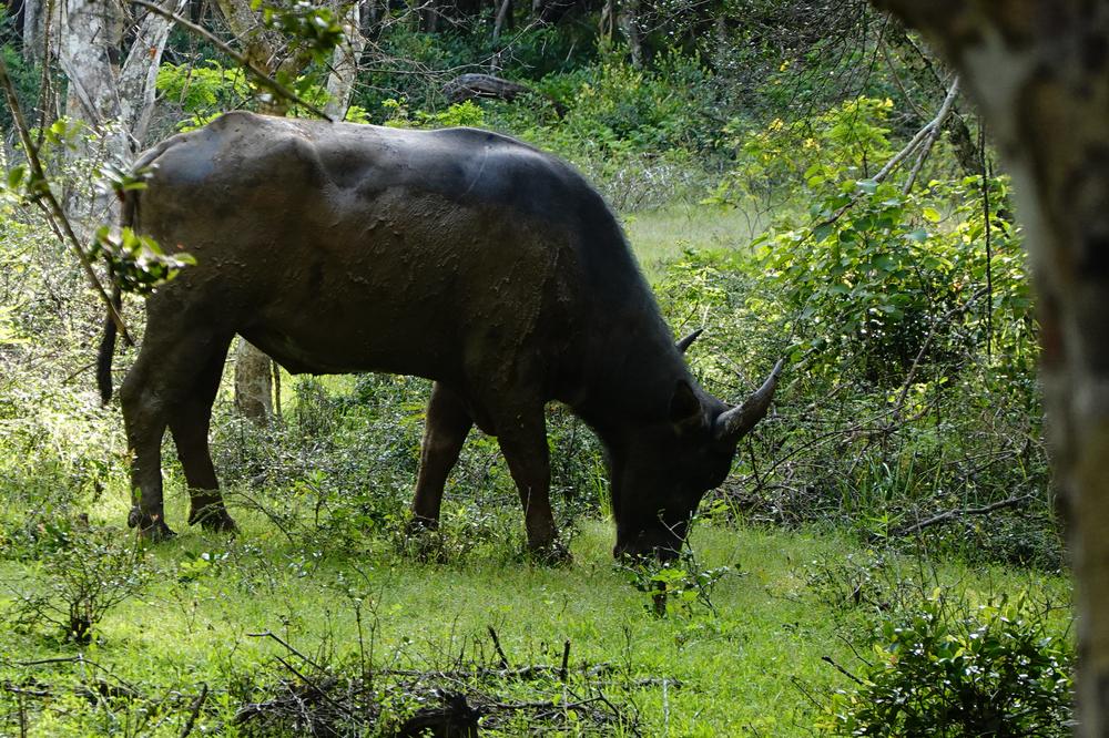image SriLanka_233.jpg