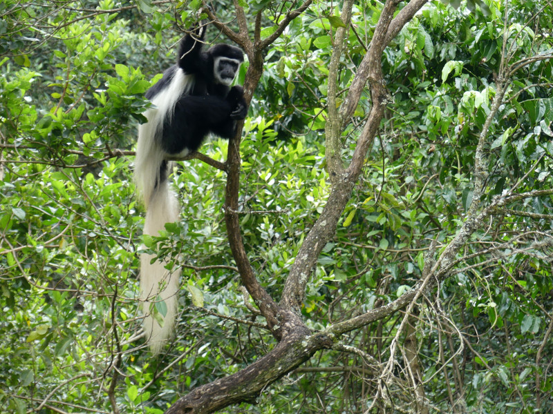 image Tanzanie_002.jpg