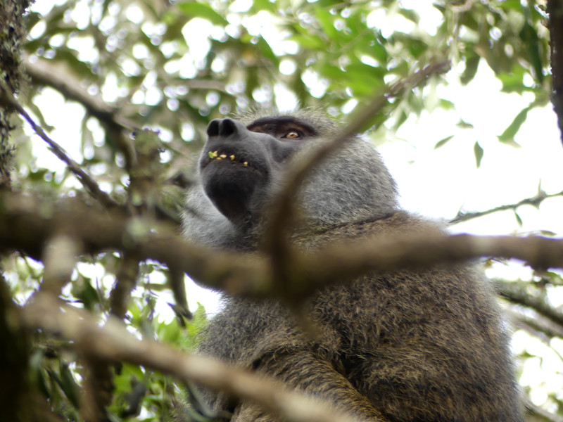 image Tanzanie_006.jpg