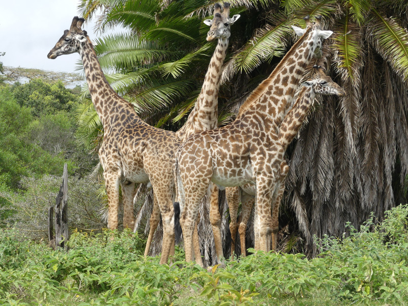 image Tanzanie_011.jpg