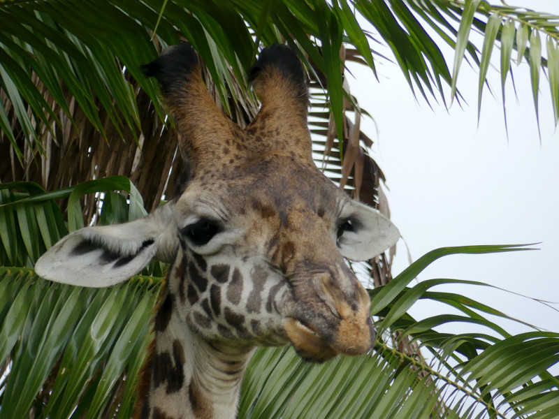 image Tanzanie_013.jpg