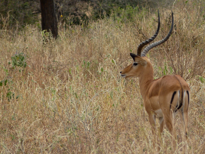 image Tanzanie_042.jpg