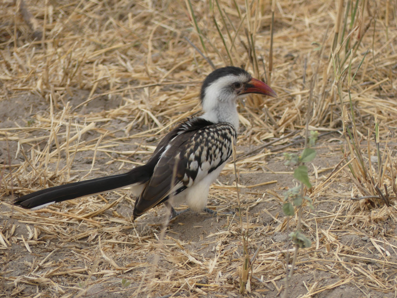 image Tanzanie_043.jpg