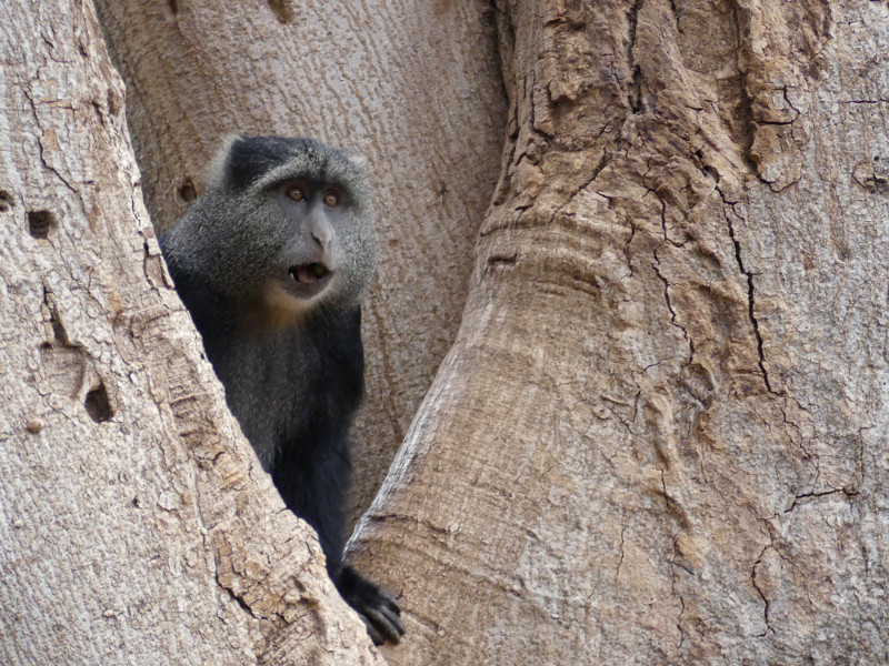 image Tanzanie_433.jpg