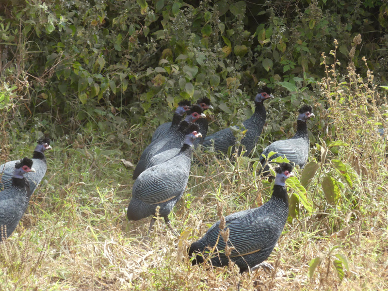image Tanzanie_436.jpg