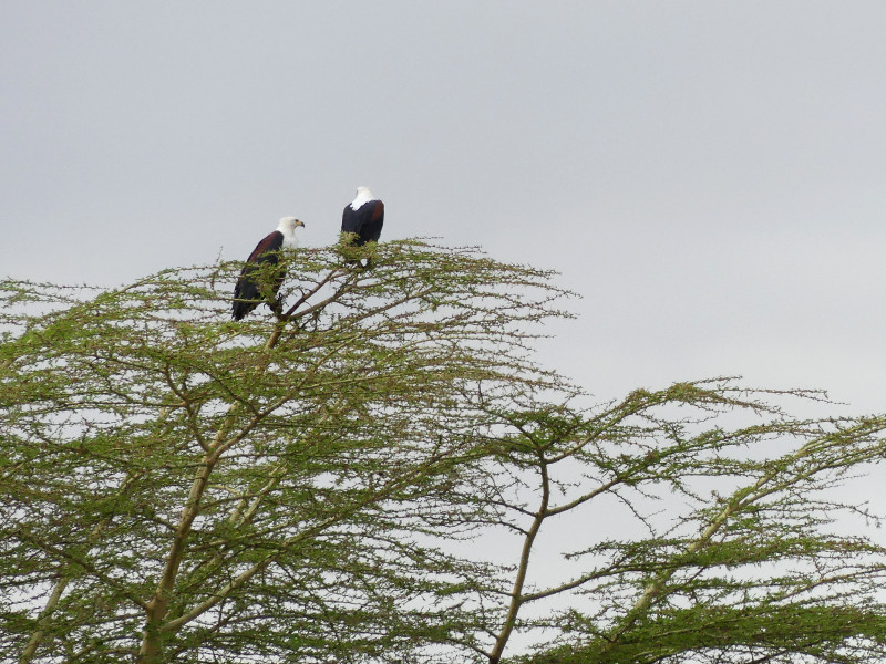 image Tanzanie_439.jpg