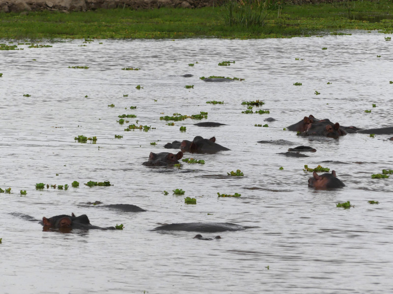 image Tanzanie_445.jpg