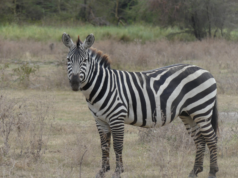 image Tanzanie_451.jpg